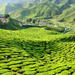 3-Night Cameron Highlands and Penang Tour from Kuala Lumpur