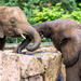 Elephant Orphanage Sanctuary and Aboriginal Settlement Tour from Kuala Lumpur