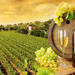 Tuscany Countryside Full-Day Tour from Rome with Wine tastings