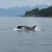 Juneau Shore Excursion: Whale-Watching Cruise, Glacier Visit and Crab Lunch or Dinner