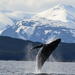 Juneau Shore Excursion: Whale-Watching Cruise with Crab Lunch or Dinner