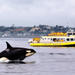 Ocean Magic Whale-Watching Adventure in Victoria