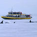 Whale-Watching Cruise from Victoria and Butchart Gardens Admission