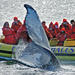 Zodiac Whale-Watching Adventure in Victoria