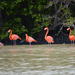 Celestun Biosphere Reserve Tour at Sunset