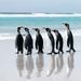 20-Day Cruise from Ushuaia to Antarctica, the Falklands and South Georgia