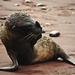 9-Night Galapagos Tour from Quito: San Cristobal, Isabela, Florena and Santa Cruz Island