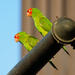 San Francisco's Wild Parrots of Telegraph Hill Walking Tour