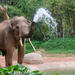  2-Night Chiang Mai Tour Including Elephant Nature Park