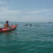 Kayaking with Dolphins in Byron Bay