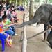 Viator Exclusive: Elephant Conservation Experience in Chiang Mai