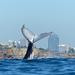 Small-Group Luxury Sydney Whale Watching Cruise