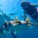 Sosua Bay Snorkeling Tour