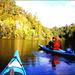 Tauranga Shore Excursion: Wairoa River Kayak Tour