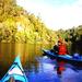 Wairoa River Kayak Tour
