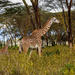 Hell’s Gate National Park Walking Tour with Elsamere Conservation Park Visit from Nairobi
