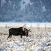 Grand Teton and National Elk Refuge Winter Day Trip