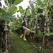 Hilo Zipline over KoleKole Falls