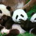 Chengdu in A Day from Shanghai by Air: Pandas and Histories