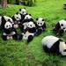 Guided Tour of Chengdu's Highlights Including the Panda Breeding Center, Wuhou Memorial Temple, Jinli Promenade and a Hot Pot Lunch