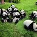 One-Way Airport Transfer with Giant Panda Bear Research Center in Chengdu