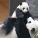 Pandas and History of Chengdu Day Tour from Guangzhou by Air