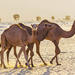 Dubai Desert Morning Tour in 4x4 Vehicle: Camel Ride, Quad Bike Tour, Sandboarding and Camel Farm 