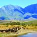 4-Day Guided Tour of the Garden Route from Cape Town