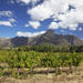 Private Tour: Stellenbosch and Franschhoek Wine, Culture and History Day Trip from Cape Town