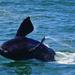 Whales and Wine Guided Day Tour from Cape Town