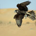 Falconry Experience and Wildlife Tour in Dubai