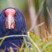 Tiritiri Matangi Island Day Trip from Auckland with Optional Guided Walk