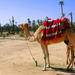 1.5-Hour Small-Group Camel Ride Excursion to Palm Grove from Marrakech