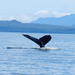 Sitka Whale-Watching and Marine Life Tour