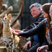 African Cat Encounter at Werribee Open Range Zoo