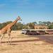 Werribee Open Range Zoo General Admission