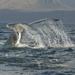Whale Watching Day Trip from Punta Arenas