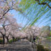 Tokyo Cherry Blossom Walking Tour in Asakusa