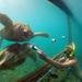 Curacao Shore Excursion:  Animal Encounter and Snorkel Tour