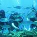 Rhodes Scuba Diving Experience for Beginners