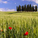 Montalcino, Orcia Valley, Pienza and Montepulciano: Wine and Cheese Tasting Guided Tour from Florence