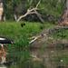 Corroboree Billabong Wetland Cruise from Darwin Including Lunch