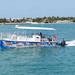 Key West Shark and Wildlife Catamaran Tour