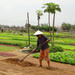 Half-Day Farming Experience from Hoi An