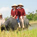 Half-Day Rice Paddy Experience from Hoi An