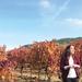Rioja and Navarra Wineries Tour from San Sebastian 