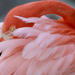 Flamingo Gardens Admission in Fort Lauderdale with Wildlife Tram Ride