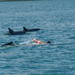 Dolphin Swim and Bénitiers Island Day Trip with Lunch