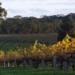 Barossa Valley with Hahndorf Tour from Adelaide