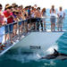 Auckland Dolphin and Whale Watching Cruise